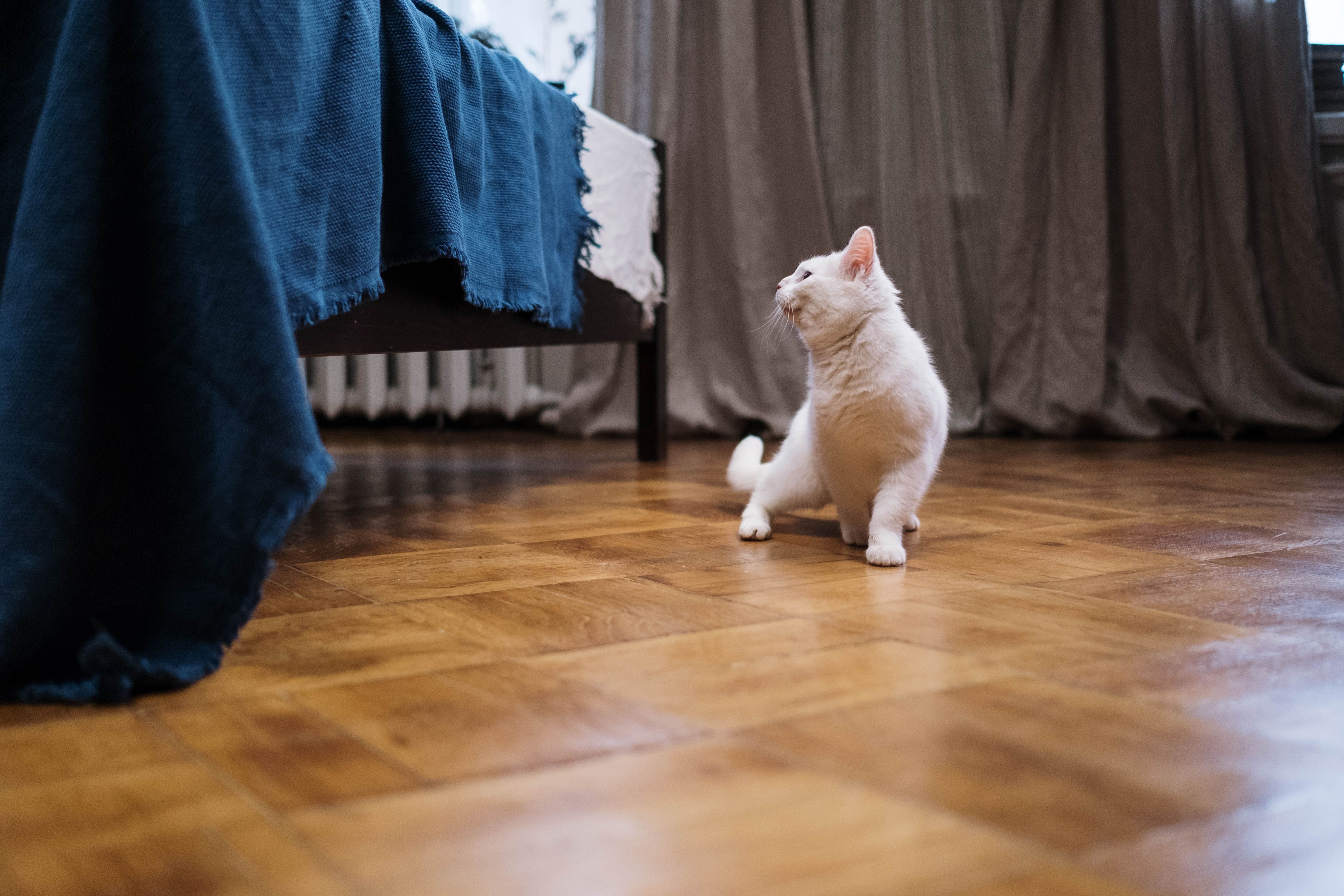 Playful kitten in full sprint across hardwood floor, displaying typical zoomies behavior