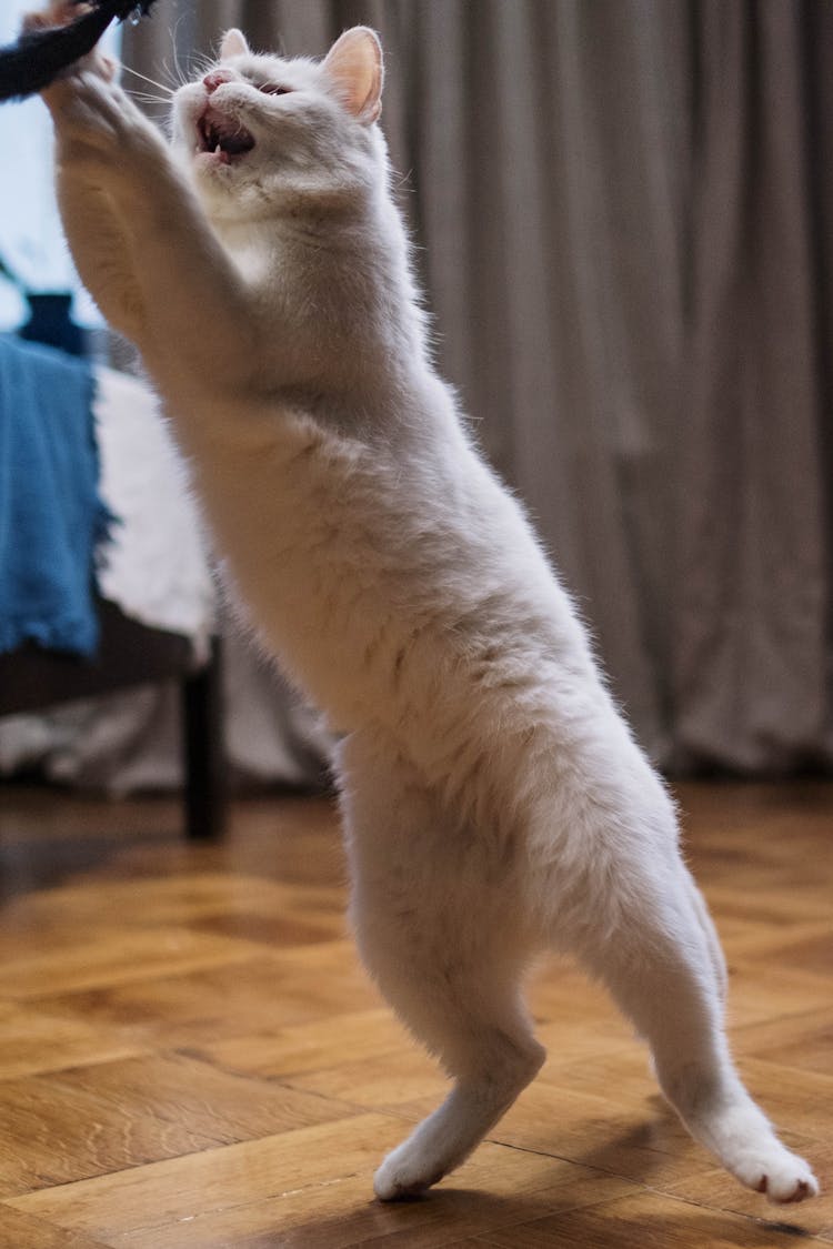 White Fur Cat On Brown Wooden Floor