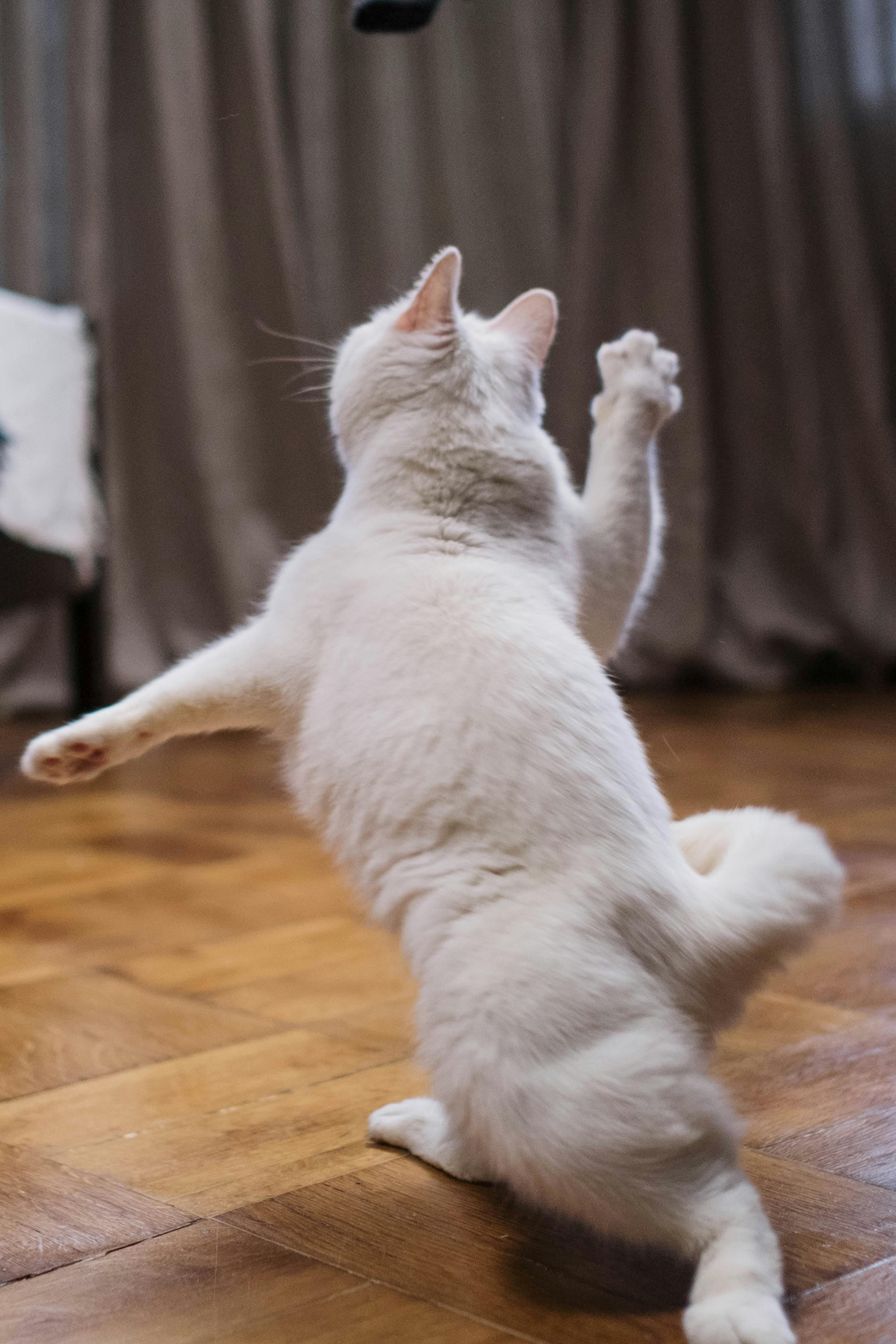 white cat on brown wooden floor