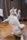 dancing cat