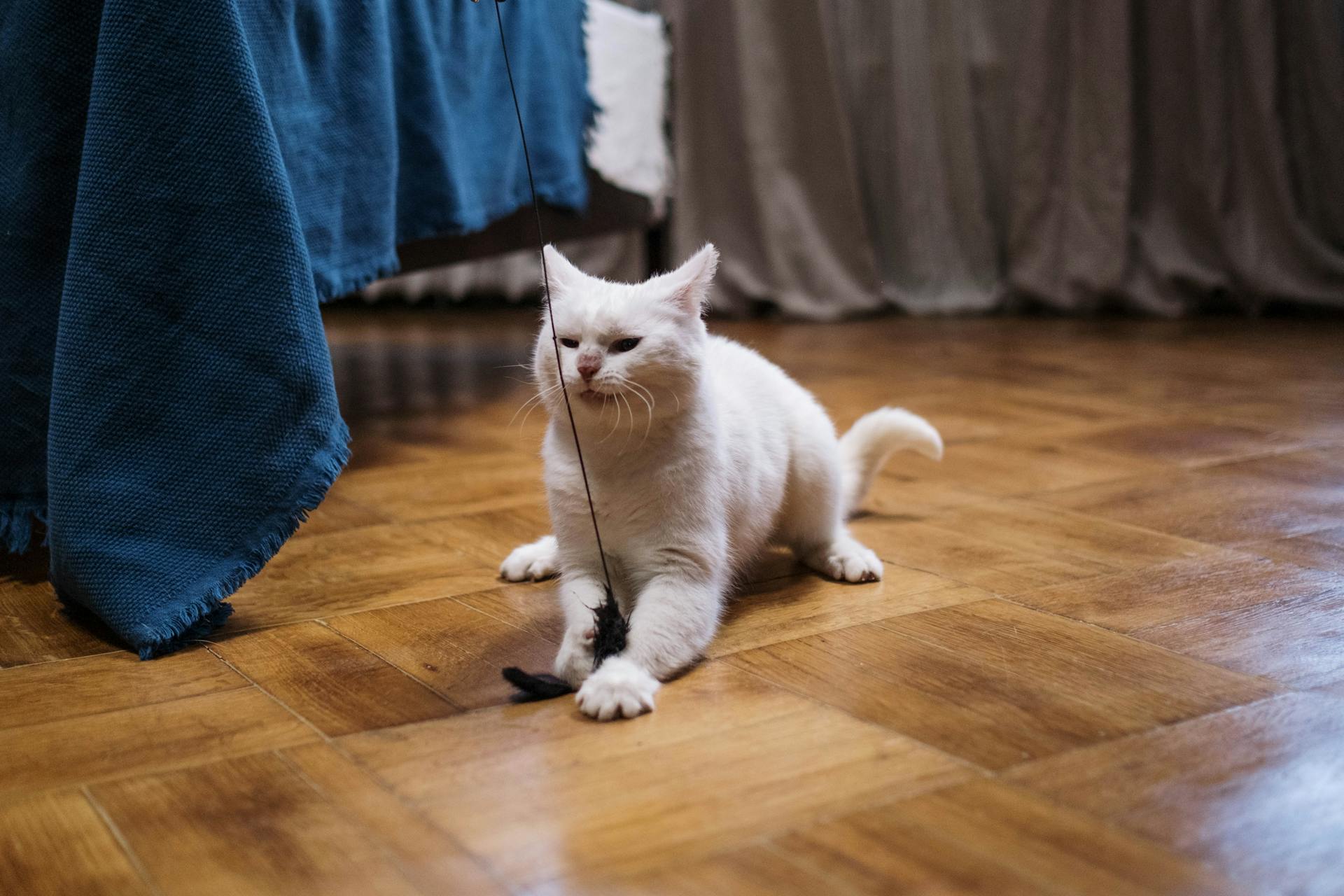 White Cat on Brown Wooden Floor
