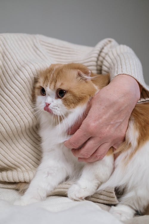 Person Holding Orange and White Cat