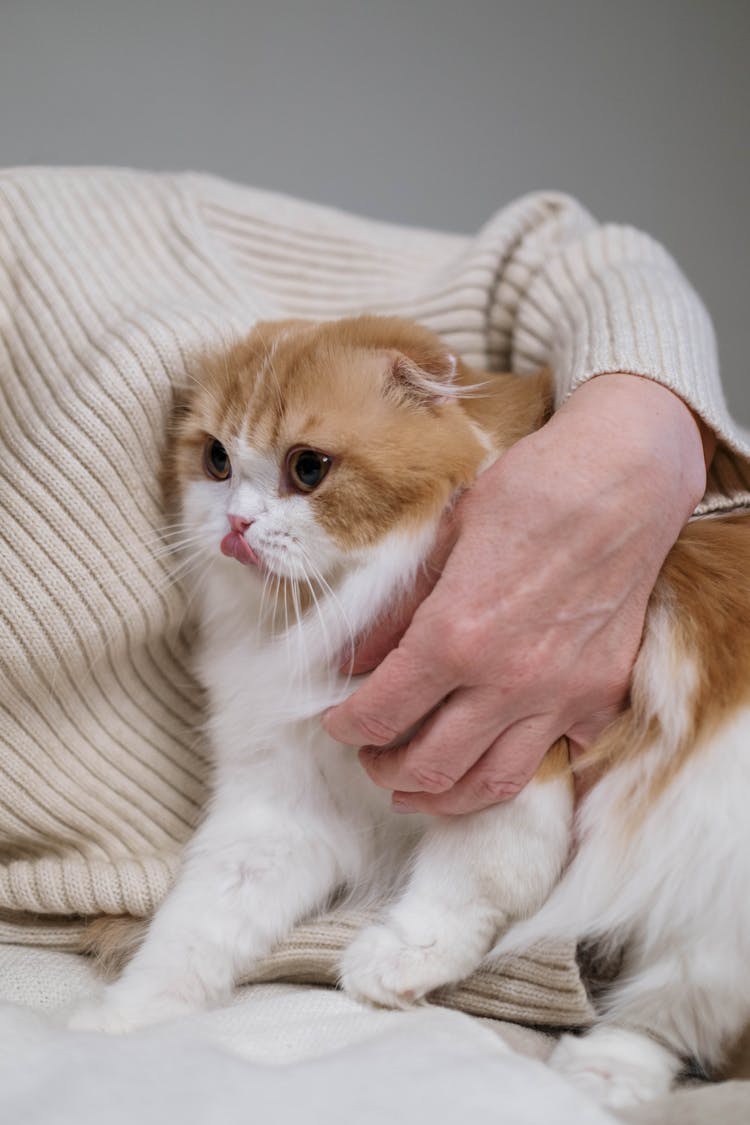 Person Holding Orange And White Cat