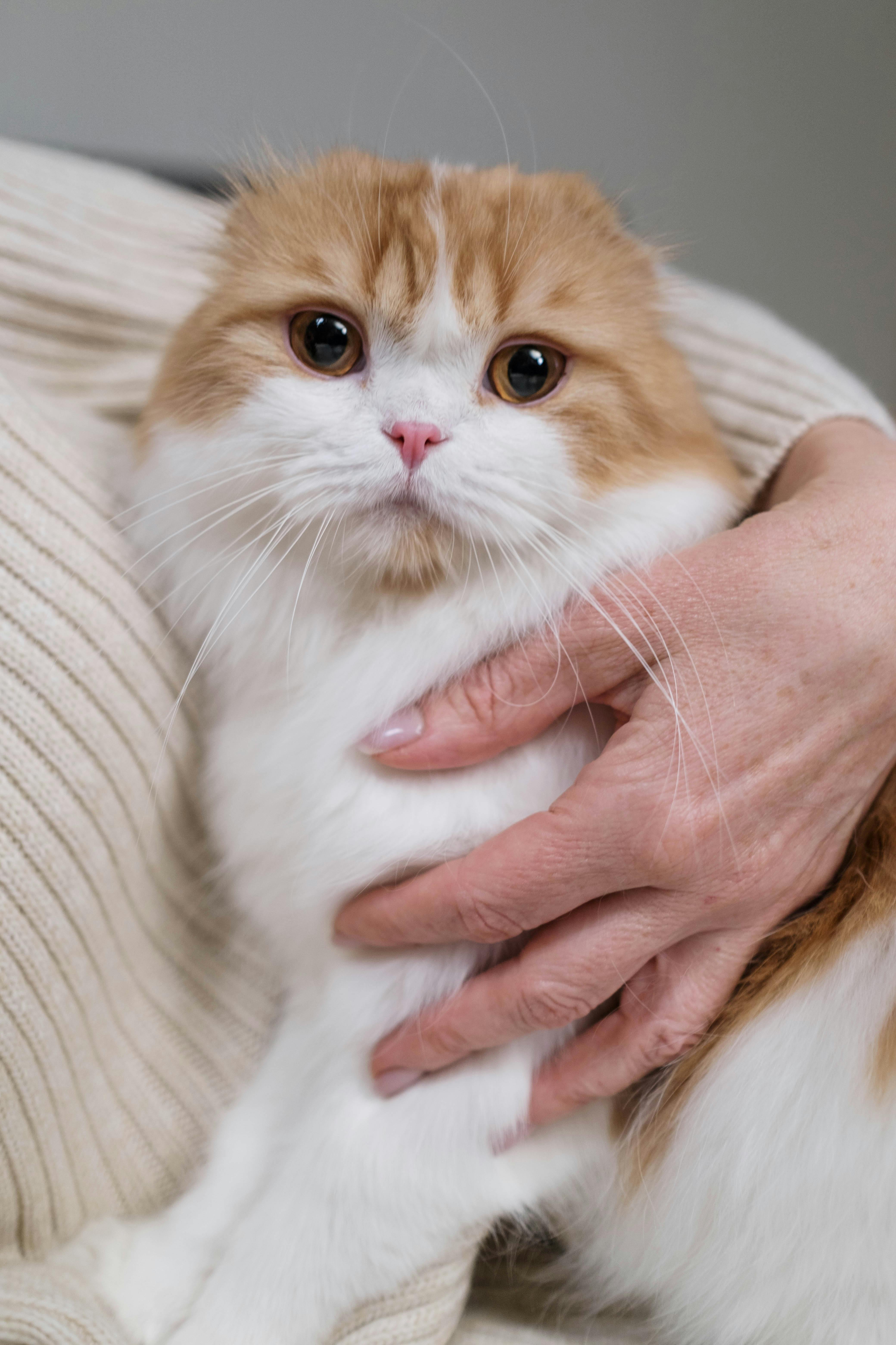 orange and white scottish fold