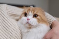 Person Hugging An Orange and White Cat