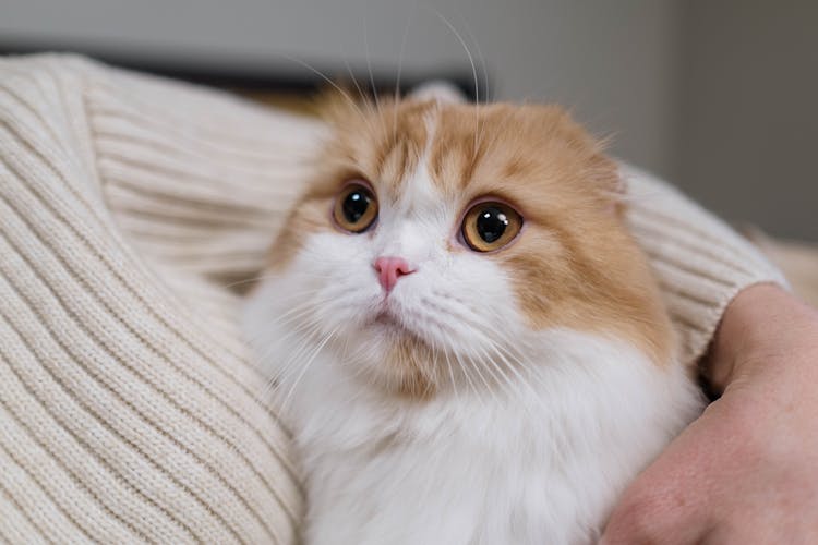 Person Hugging An Orange And White Cat