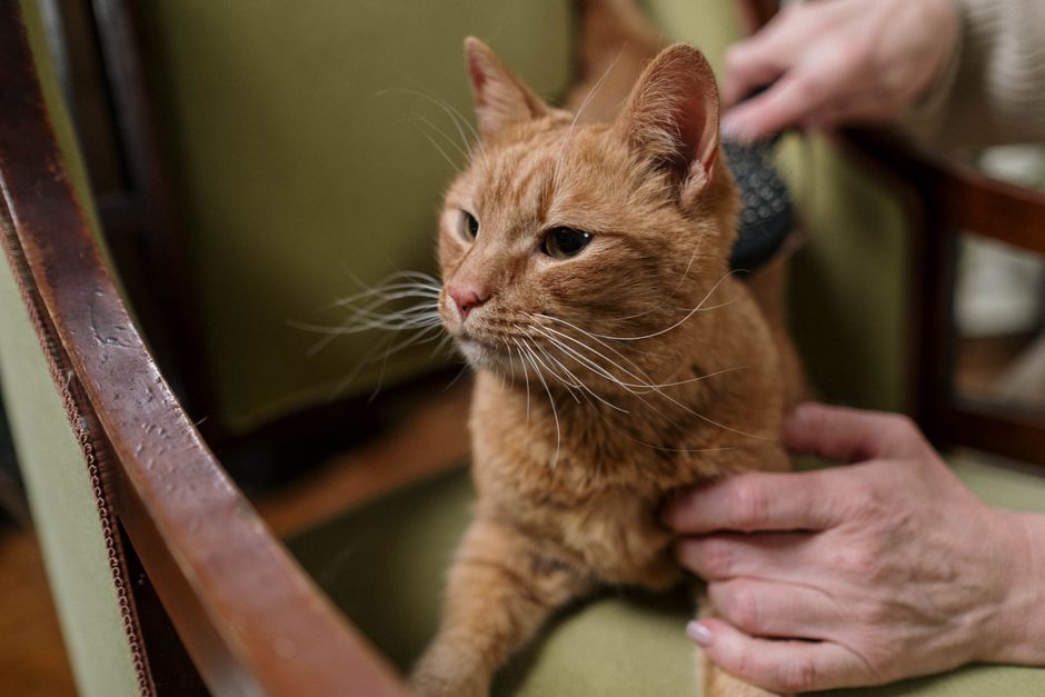 Orange tabby cat sitting on a green armchair while one hand brushes the back of its head and the other rests on its chest