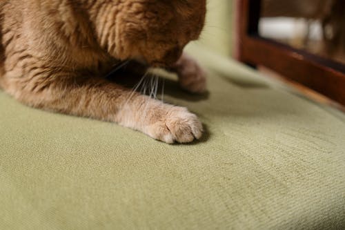 Orange Tabby Cat Lying on Green Chair