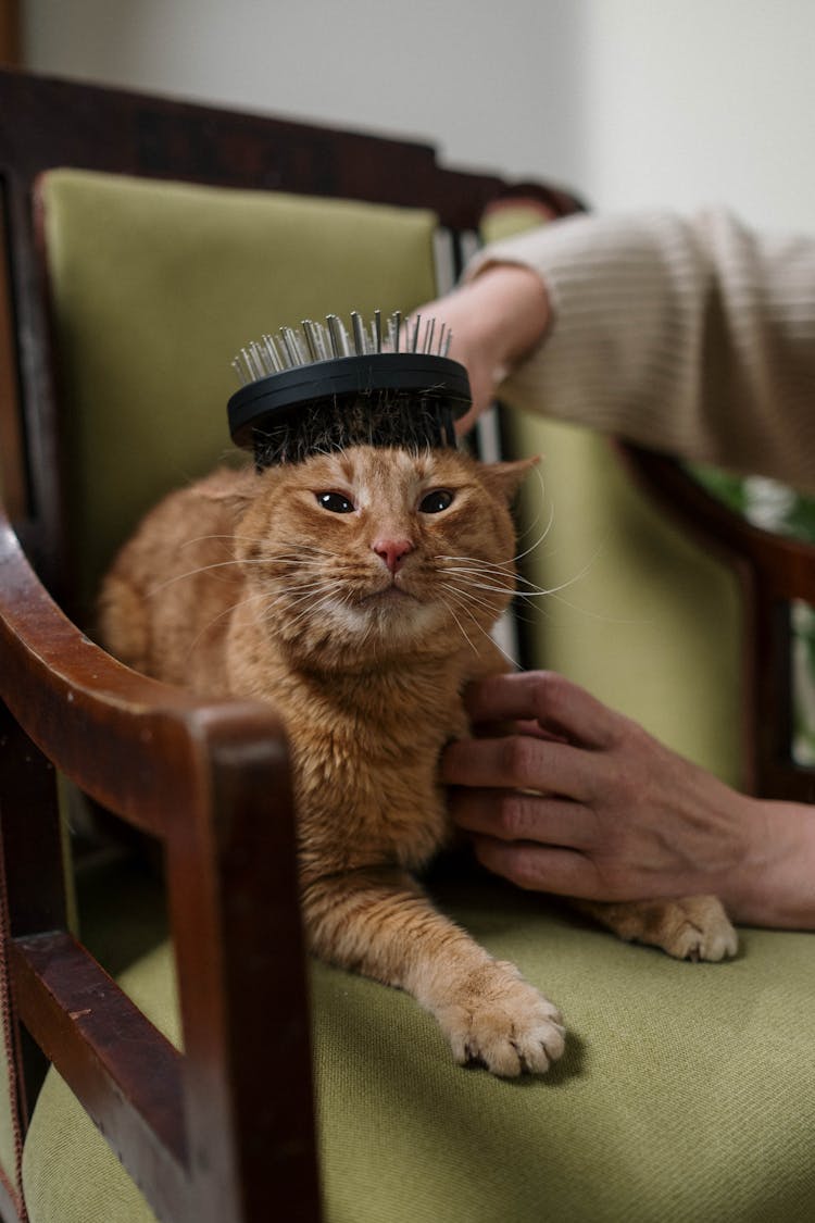 Orange Tabby Cat On Chair