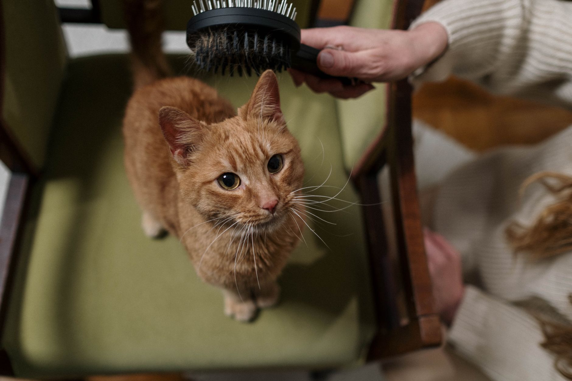 Best Cat Grooming Brushes 2026: Slicker & Deshedding