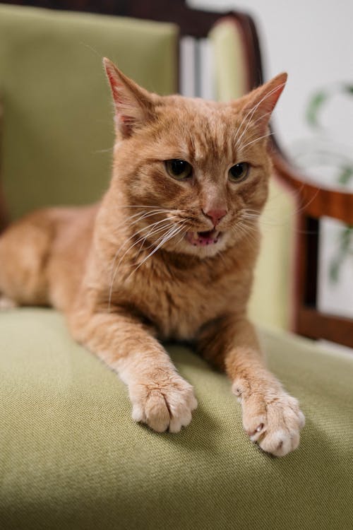 Free Orange Cat on Green Chair Stock Photo