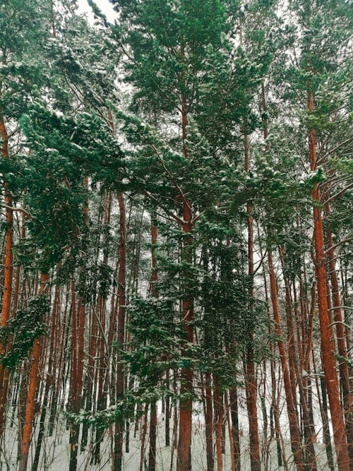 겨울, 나무 둥치, 눈의 무료 스톡 사진