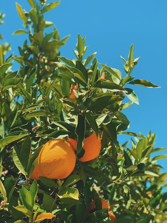 Бесплатное стоковое фото с апельсины, вертикальный выстрел, голубое небо