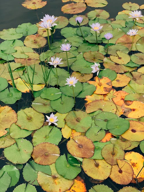 Foto d'estoc gratuïta de bonic, estany, florint