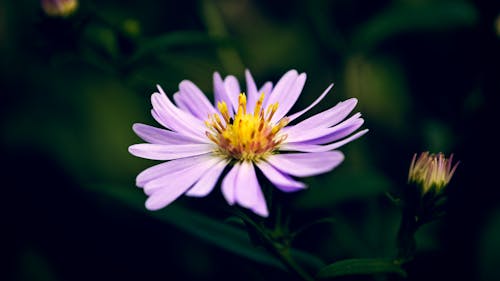 Foto d'estoc gratuïta de bosc, brots de flors, contrast