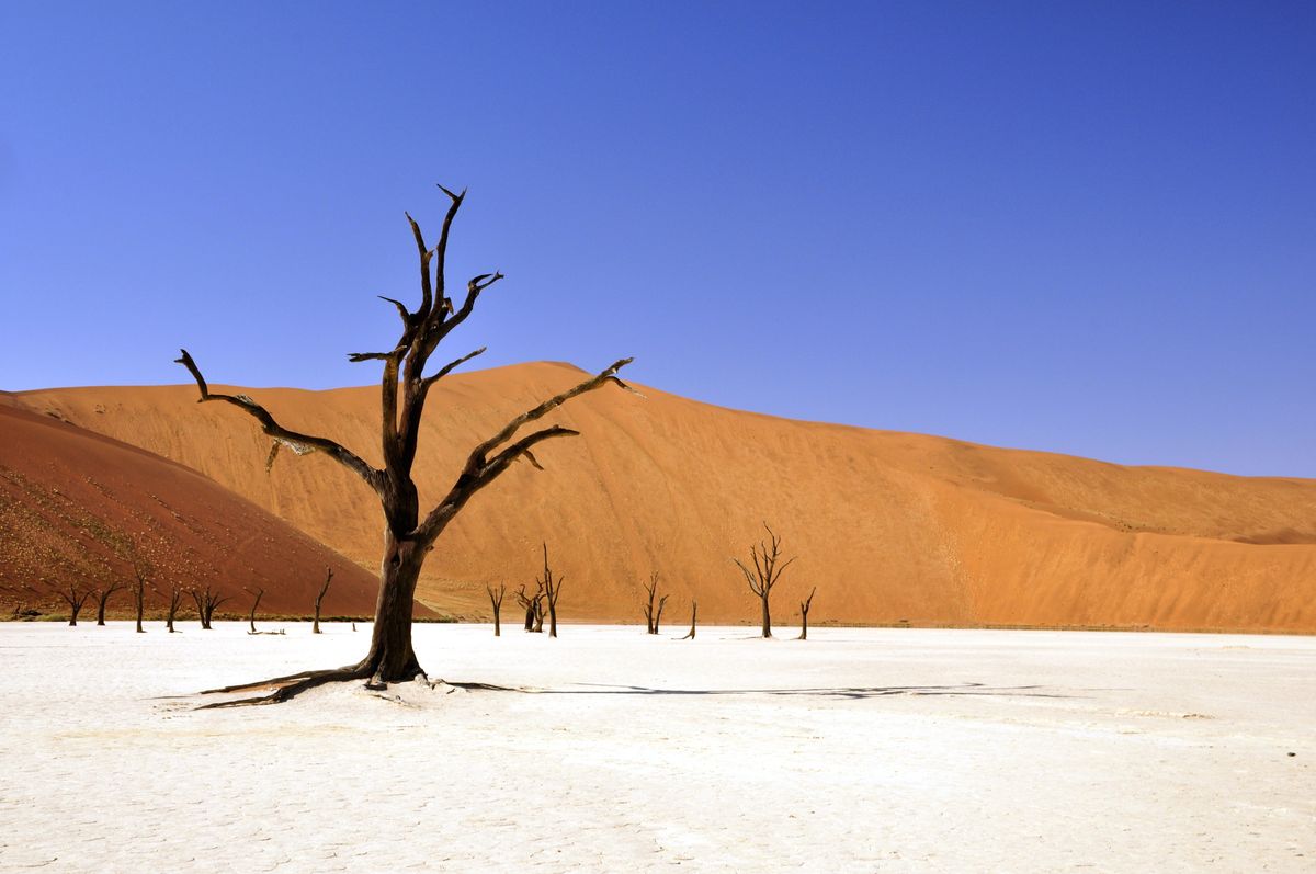 Dead camel-thorn trees on the white clay pan of Deadvlei with red dunes behind