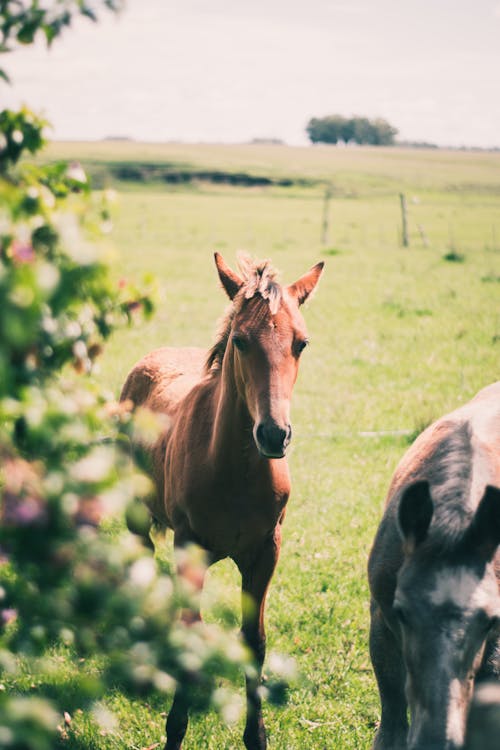 Free Horses on Green Grass Field Stock Photo