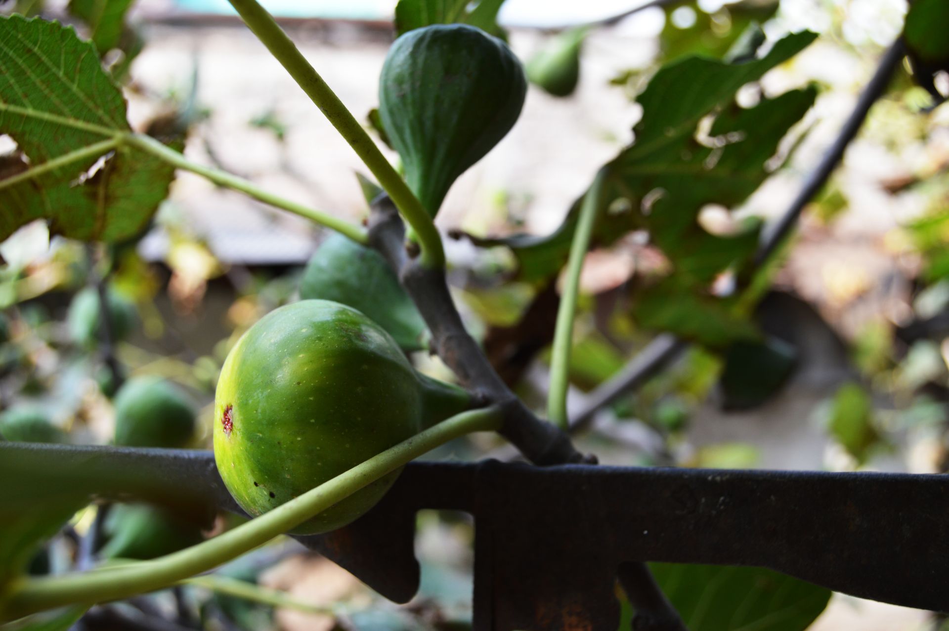 A close-up shot of fresh green figs growing on a branch with leaves.