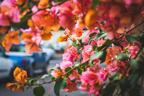 Free Pink and Yellow Flowers of Bougainvillea Stock Photo
