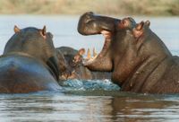 Hippo in a river