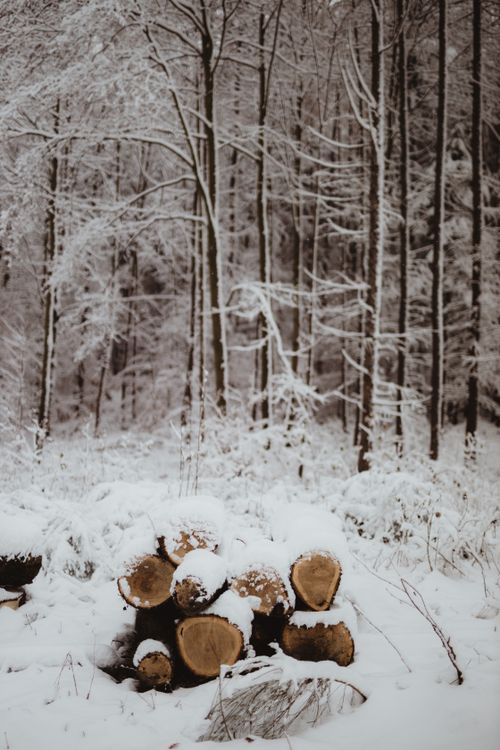 Free A tranquil winter scene of snow-covered logs and leafless trees in a forest. Stock Photo