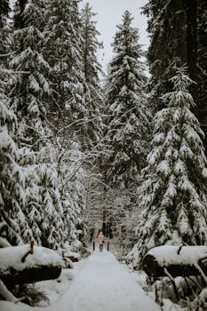 Explore a serene snow-covered forest pathway in Zlaté Hory, Czech Republic during winter.