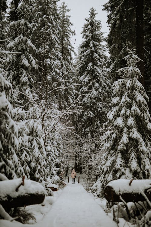 Foto profissional grátis de caminho, coberto de neve, com frio