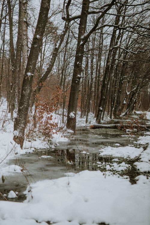 Free Serene winter forest scene with snow-covered trees and a frozen stream Stock Photo