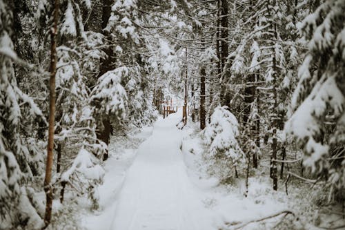 Foto profissional grátis de árvores, caminho, coberto de neve