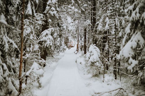 Photos gratuites de arbres, campagne, chemin