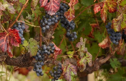 Free stock photo of autumn, blacks, grapes