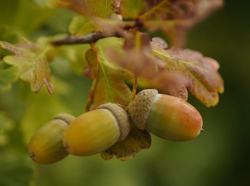 Free Detailed shot of acorns and oak leaves showcasing autumn colors. Stock Photo