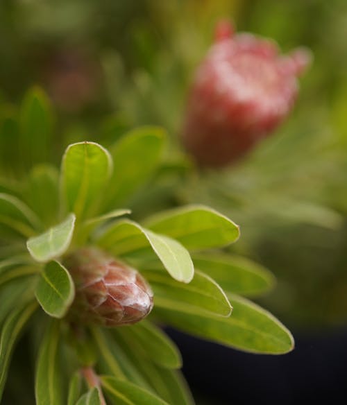 Free stock photo of flowers, green leaves, protea