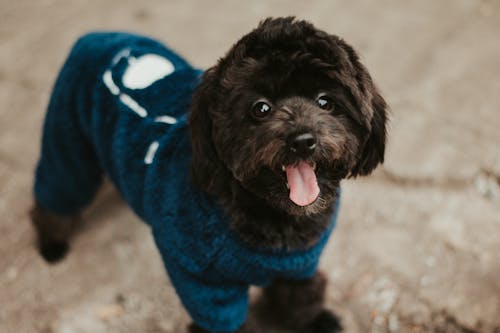 Black Dog wearing a Blue Pet Clothing