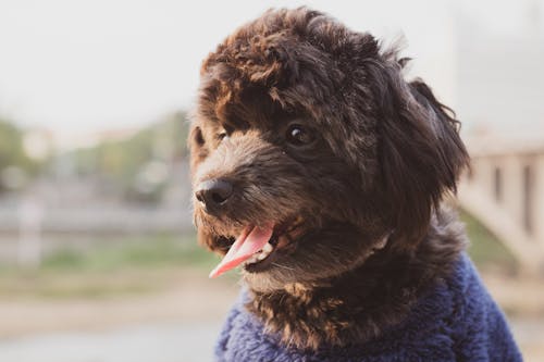 Close Up Photo of Black Long Coat Dog