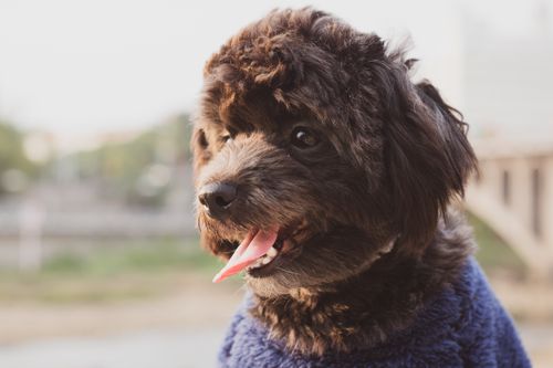 Free Adorable poodle in close-up outdoors with tongue out, radiating playful charm. Stock Photo