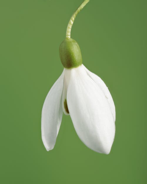 Foto profissional grátis de fechar-se, flor branca, fotografia de flores