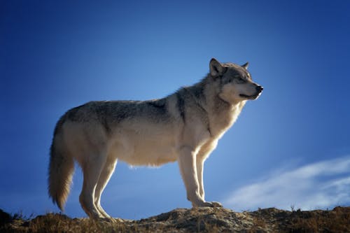 Renard Gris Et Blanc Debout Sur Brown Rock Field