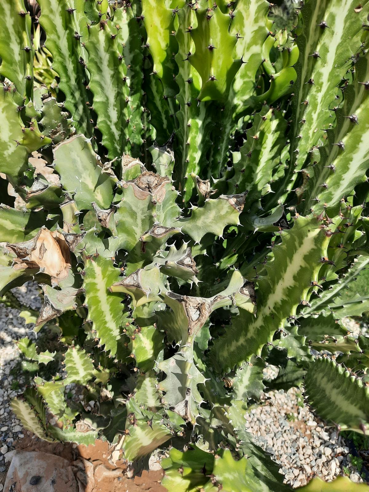 Smartphone displaying a chat interface on a desk