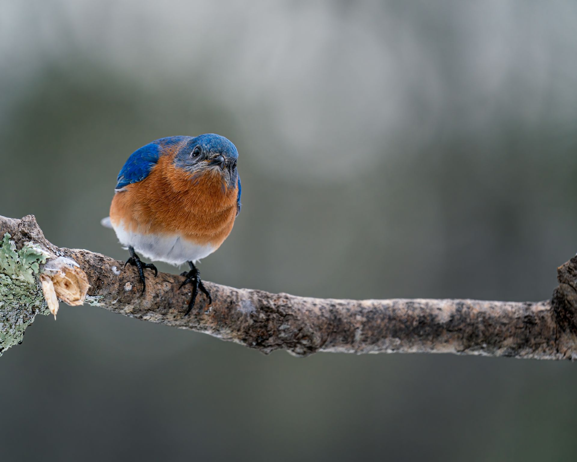 Small colorful mountain bluebird with red chest sitting on leafless tree branch in nature on blurred background in wild forest