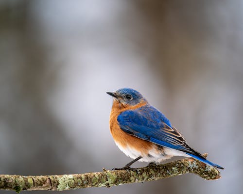 Free Bright mountain bluebird on thin sprig Stock Photo