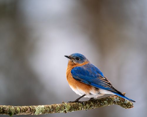 Free Colorful mountain bluebird with stripes on blue plumage and red chest sitting on thin branch in forest on blurred background Stock Photo
