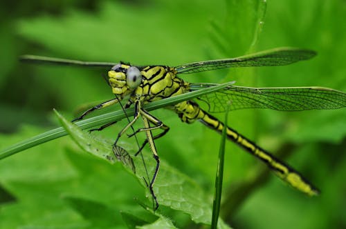 Green and Black Dragonfly on Green Leaf during Daytime