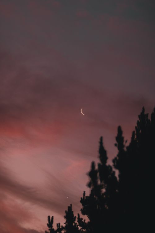Free From below scenery of dark purple evening sky with luminous moon above tranquil woods Stock Photo