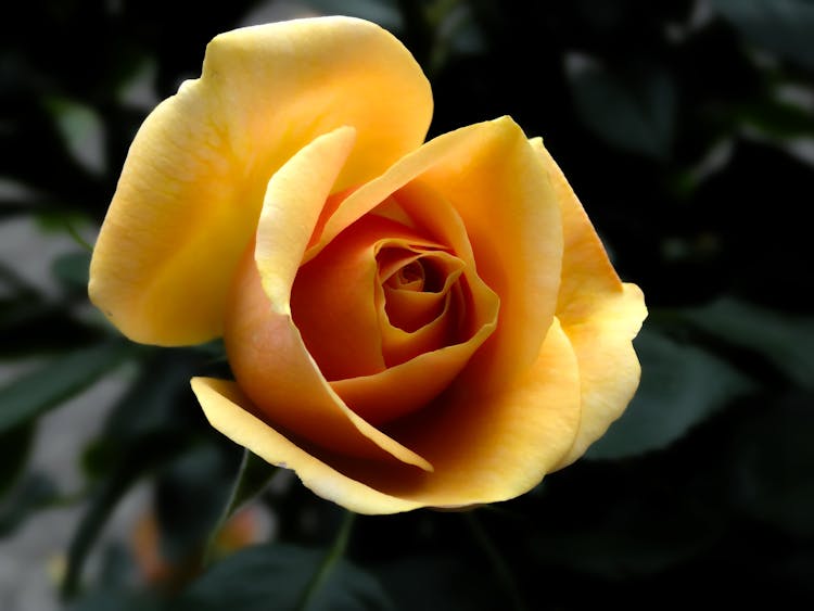 Yellow Rose Close Up Photography