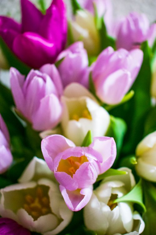 Free Close-up of colorful tulips in bloom, capturing the essence of spring's beauty. Stock Photo