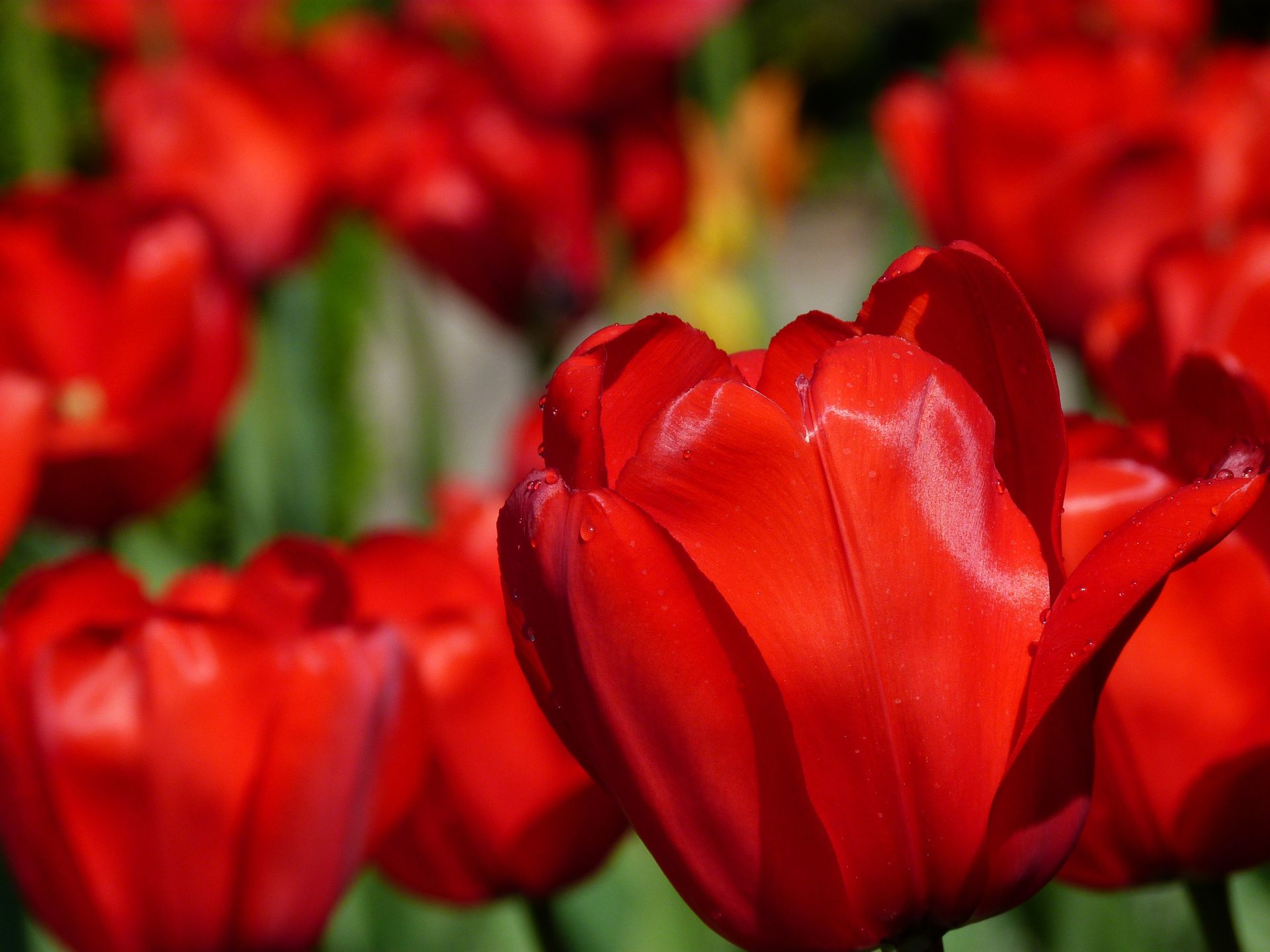 Close-up photography of vivid red tulips capturing the vibrant colors and delicate petals.