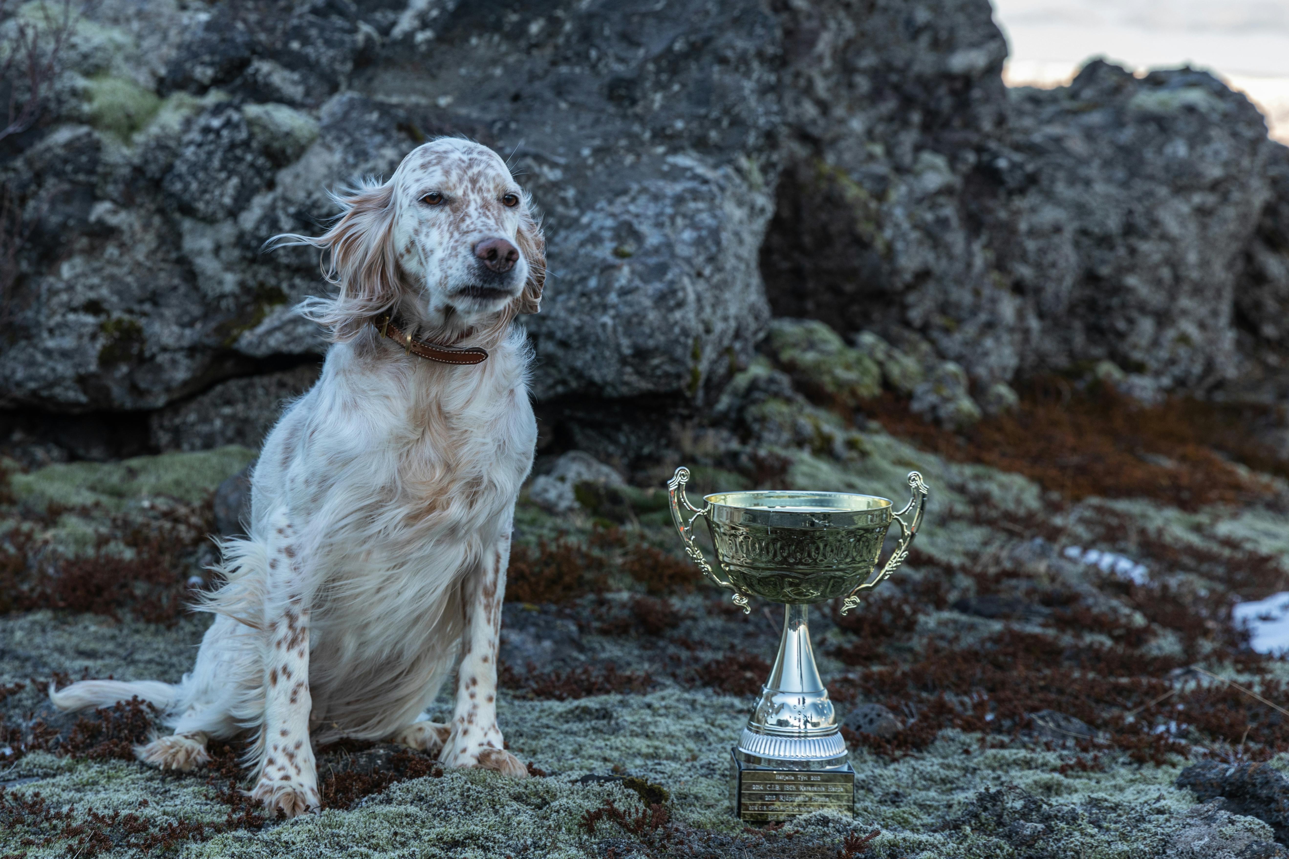 Dog Sitting Beside a Trophy