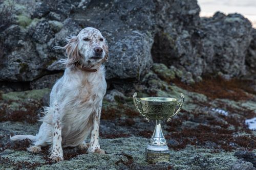 Free An English Setter dog poses proudly with a trophy in a natural outdoor setting. Stock Photo