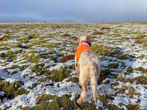 Free stock photo of english setter, hunting dog, kaldbaks snerpa Stock Photo